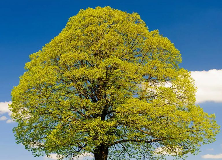 Ergotherapeutische Leistungen